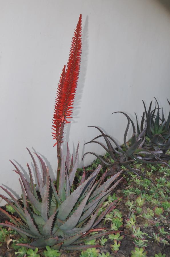 Clan Court Guesthouse Clanwilliam Exterior photo